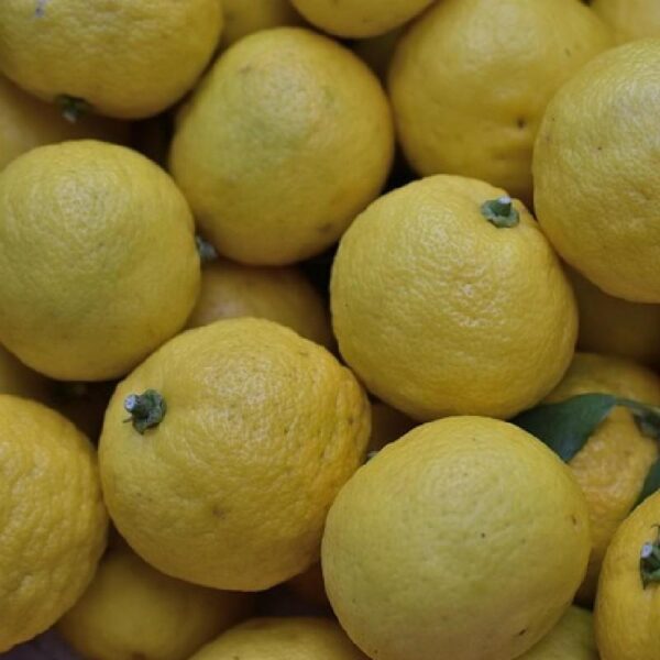 Buy yuzu essential oil
